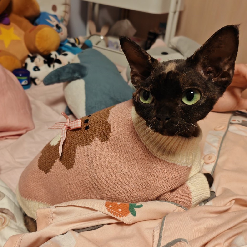 A picture of a cute devon rex cat in a pink sweater